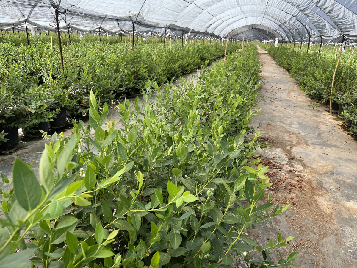 “La maceta te independiza del suelo, pero no del ambiente”