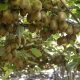 Comité del kiwi proyecta que en 10 años casi se duplicará la superficie plantada de kiwi en Chile
