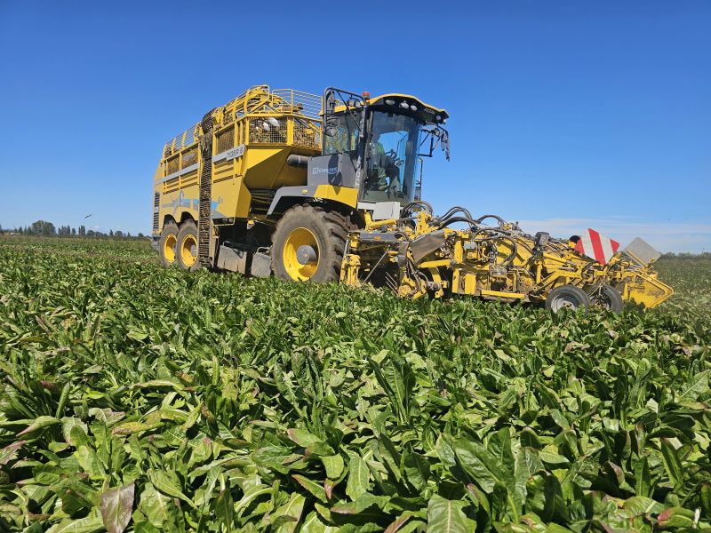 Beneo inicia su 21° campaña en Chile con récord histórico en rendimiento de achicoria industrial