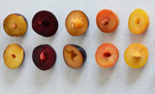 Nuevas variedades de ciruelas abren oportunidades para el exigente paladar chino