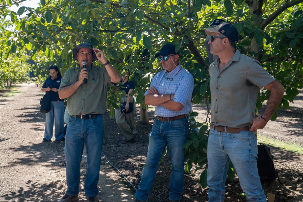 Proyectan producción de nuez chilena cercana a 165 mil toneladas para la temporada 2026