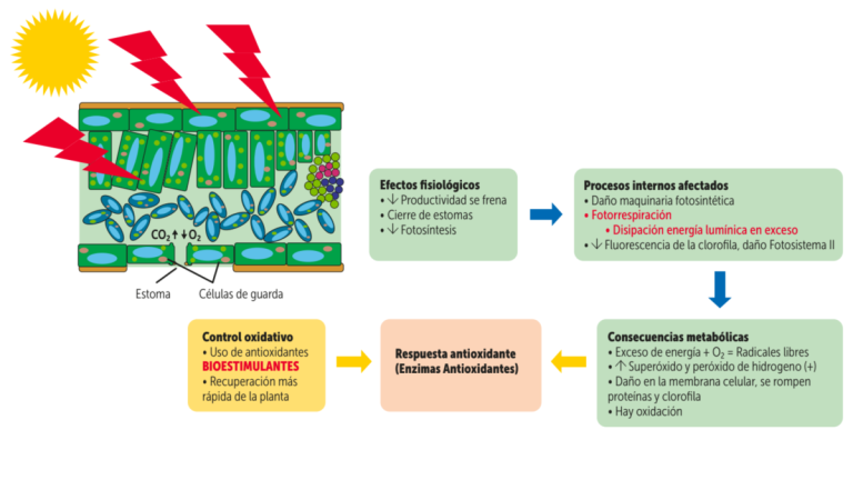 Figura 3. Estrés por alta temperatura.