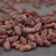 Proyecciones climáticas indican que el 20% de las áreas aptas  para cacao podrían perderse hacia 2050
