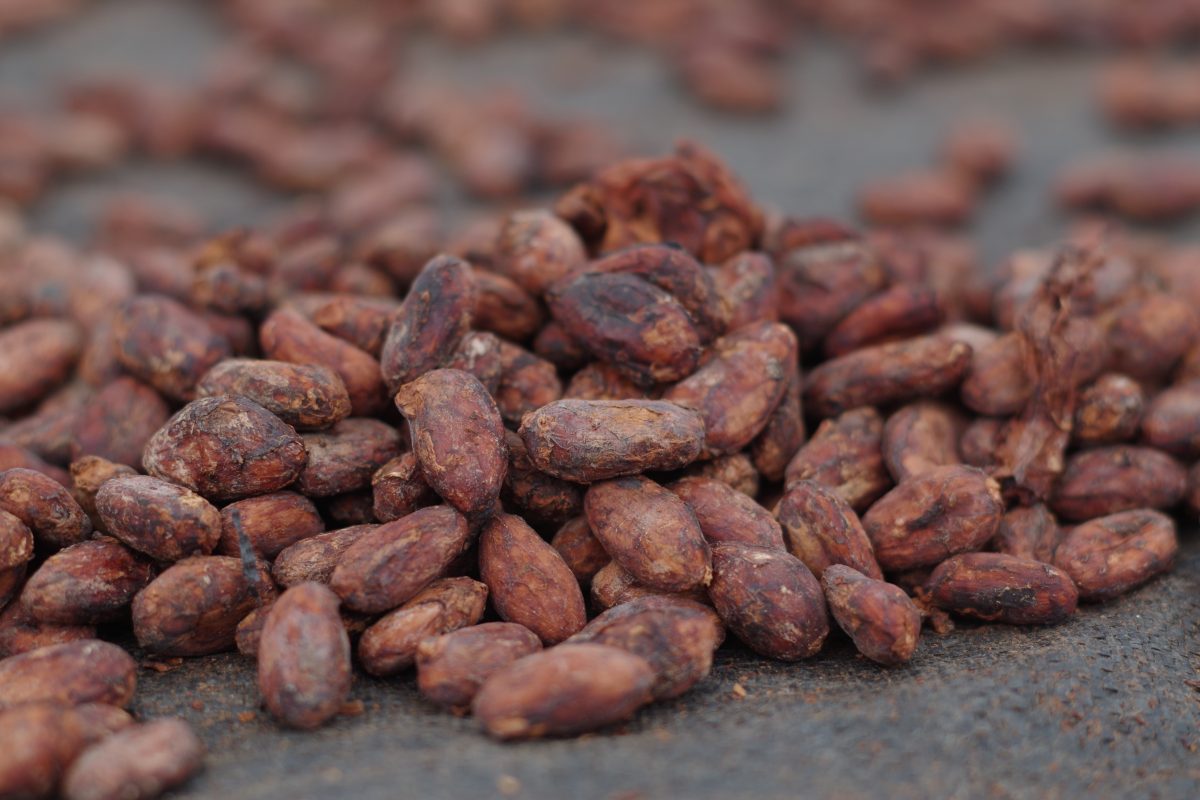 Proyecciones climáticas indican que el 20% de las áreas aptas  para cacao podrían perderse hacia 2050
