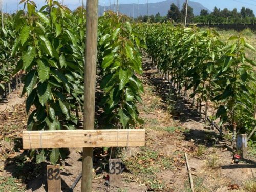 Denuncian nuevo caso en Molina por foco de propagación ilegal de cereza variedad Tip-Top cv.