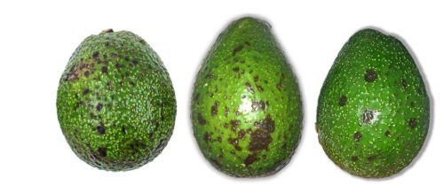 Black spot: impulsan estudio internacional para mejorar la calidad de la palta Hass chilena