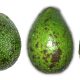 Black spot: impulsan estudio internacional para mejorar la calidad de la palta Hass chilena