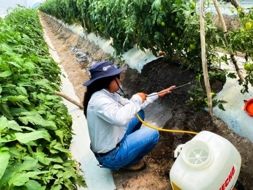 Antes y después: Biocontrol de nematodos, una alternativa que toma fuerza