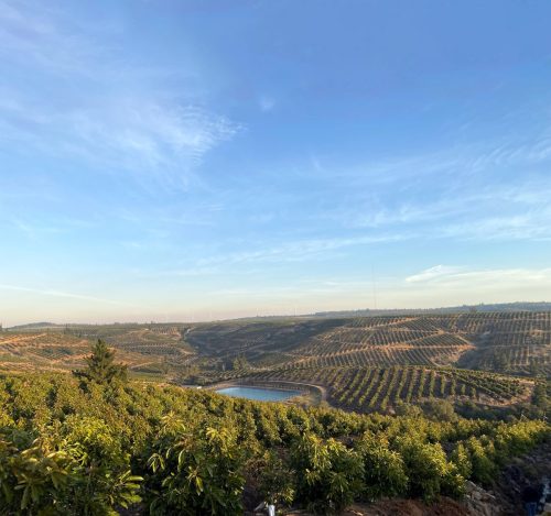 Dos años de trabajo exhaustivo reconstruyendo la productividad del palto