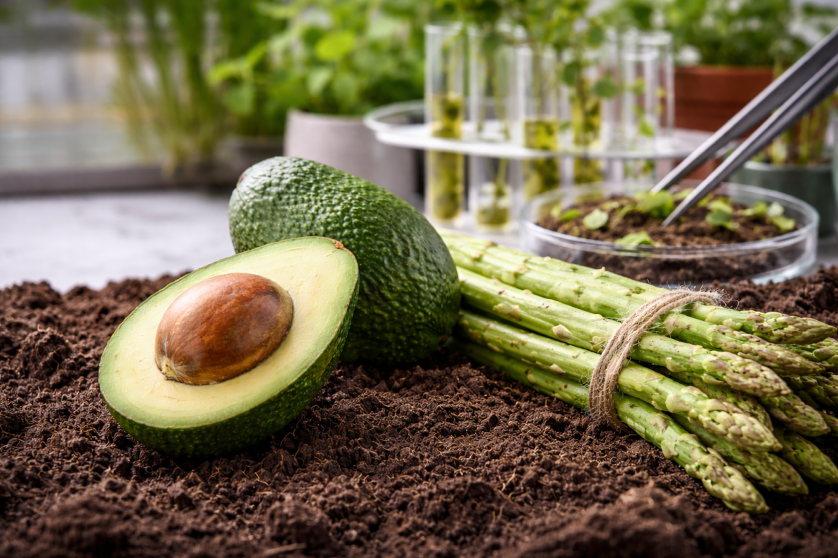 Perú articula agenda nacional para enfrentar el riesgo de cadmio en cultivos hortofrutícolas