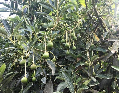 Exportaciones de palta Hass peruana crecerían 7% en campaña 2026