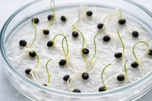 Evaluan bacterias ácido lácticas para mejorar la germinación de semillas de espárrago