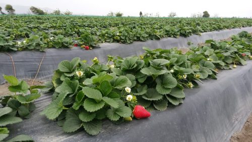 El cultivo de la fresa se expande más rápido que el conocimiento técnico