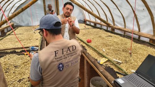 Tecnología de secado solar reduce pérdidas y eleva calidad del café