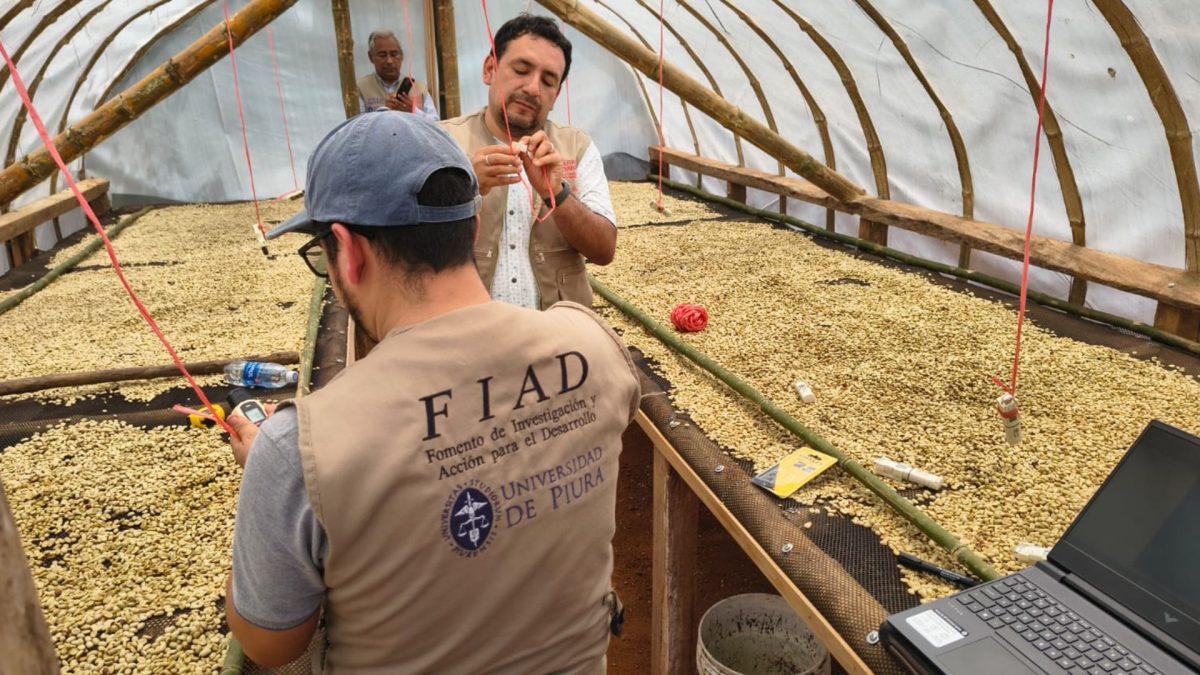 Tecnología de secado solar reduce pérdidas y eleva calidad del café