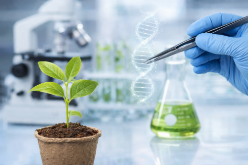 Nuevo marco regulatorio abre camino a la edición génica en investigación agrícola