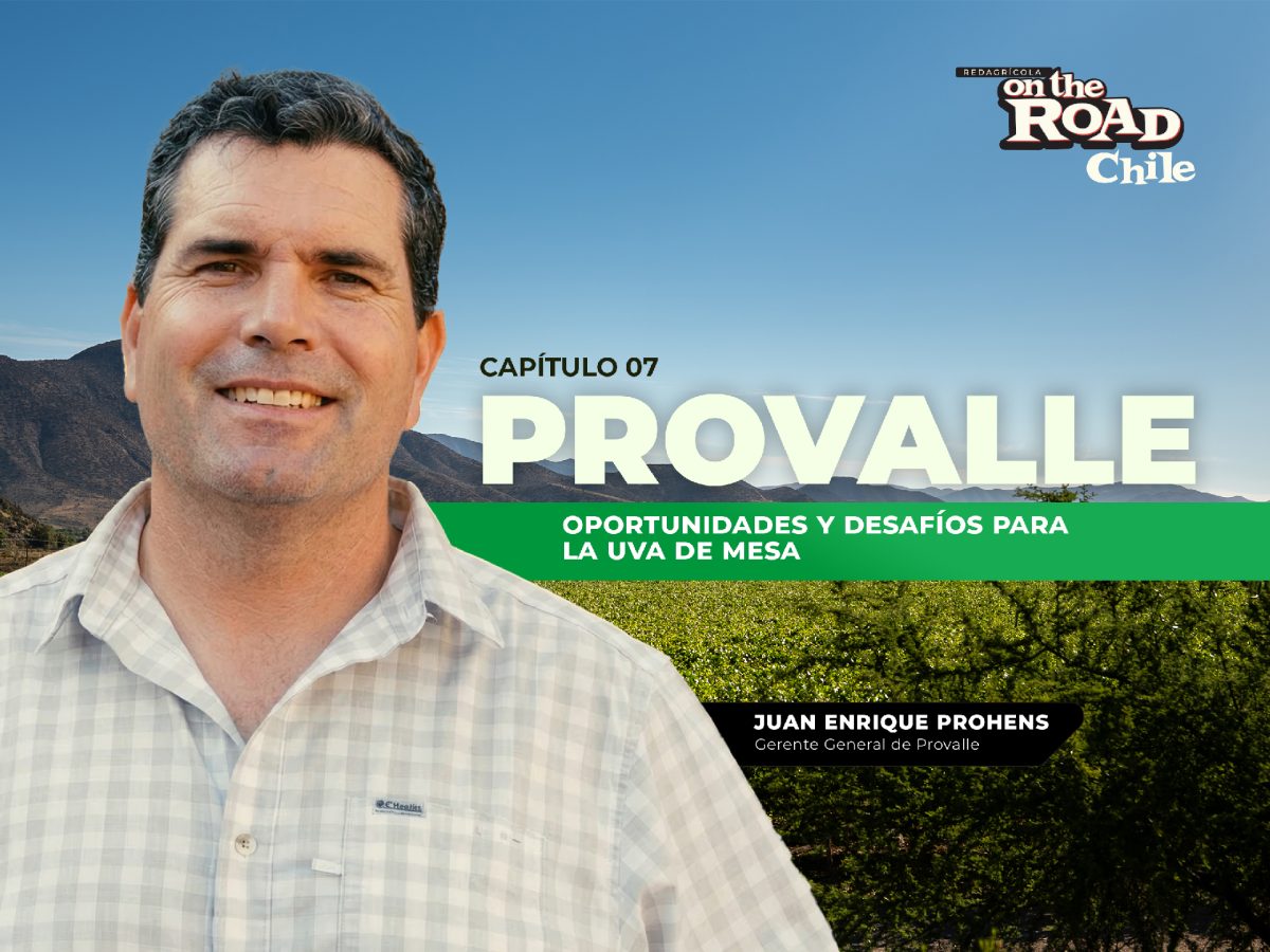 Calidad y oportunidades de mercado: la apuesta de Provalle en uva de mesa