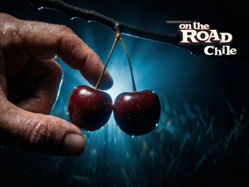 Cosecha nocturna de cerezas: ¿qué tan cerca estamos en Chile?