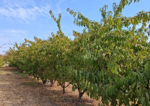Investigación busca comprender los mecanismos que permiten a frutales de carozo adaptarse al cambio climático