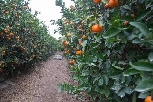 Industria citrícola se reúne en Lima para abordar temas de mercados, plagas y nuevas variedades