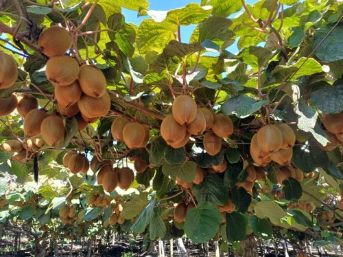 La conferencia que aborda al kiwi y la cereza tendrá su tercera versión en Curicó