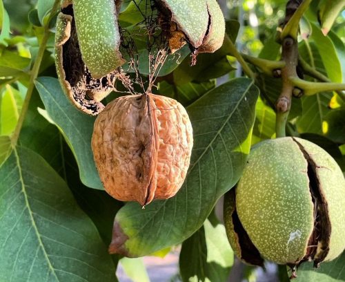 Nogaleros ya planifican cosecha: apuntan a afinar manejos previos y considerar fertilización de reserva