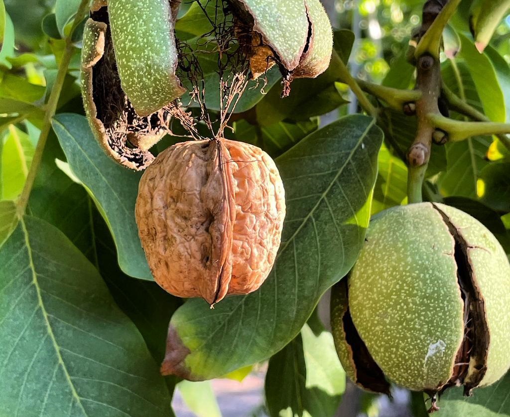 Nogaleros ya planifican cosecha: apuntan a afinar manejos previos y considerar fertilización de reserva