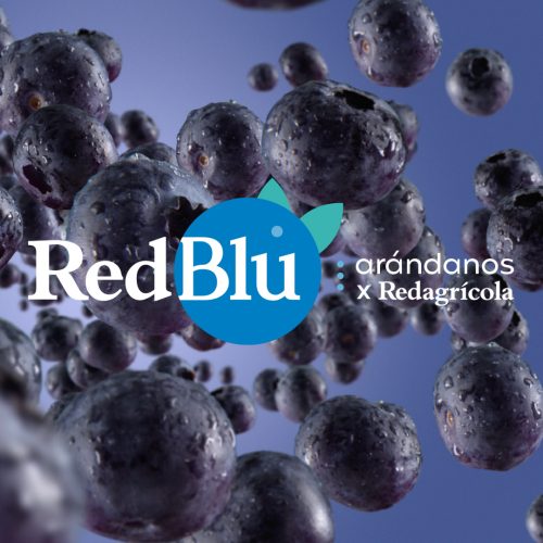 RedBlu: 3 minutos con la información clave del arándano peruano