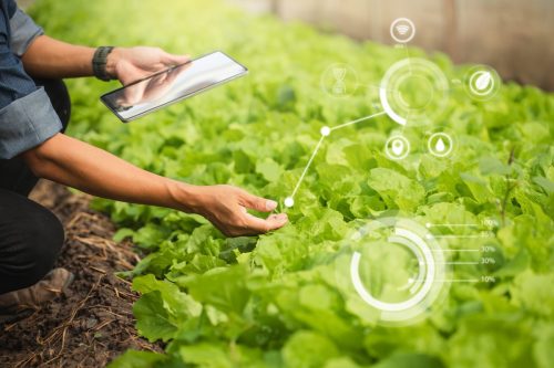 Filosofía Lean y transformación digital: claves para responder al desafío alimentario actual