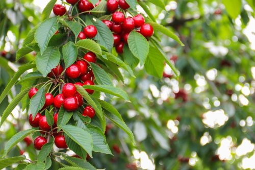 Captiva®Prime: innovación botánica para el control de plagas en frutales