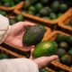 Consumidores seriales: chilenos comieron un récord de casi 9 kilos de palta per cápita en 2025