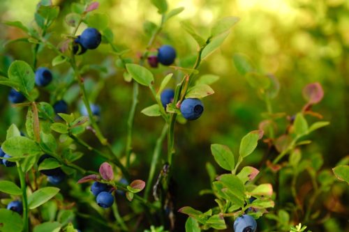Grupo empresarial chileno invertirá US$60 millones en 400 hectáreas de arándanos en Perú