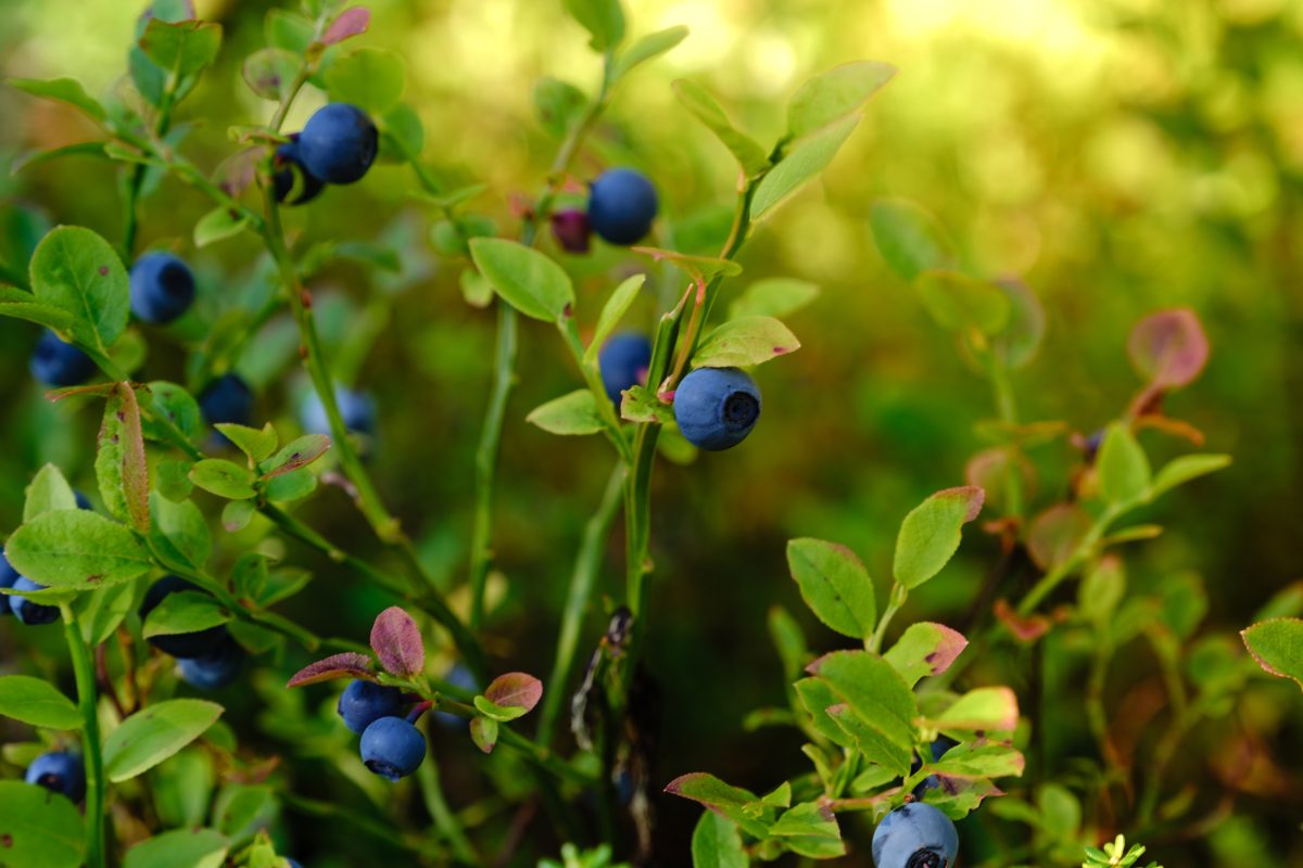 Grupo empresarial chileno invertirá US$60 millones en 400 hectáreas de arándanos en Perú