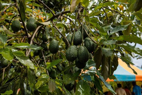 Investigación busca anticipar efectos de la sequía en cultivos estratégicos de Chile