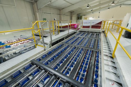 La inteligencia artificial está redefiniendo el control de calidad en poscosecha