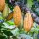 Colombia activa una nueva frontera de inversión extranjera en cacao con más de siete millones de hectáreas aptas para el cultivo