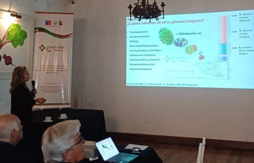 Sistema rápido de detección determinó que Botrytis puede ser mucho más agresiva que Alternaria en flores y frutos de cerezo