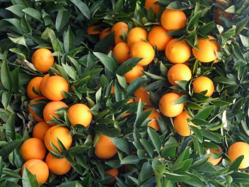 Experiencias de uso de bioestimulantes en cítricos