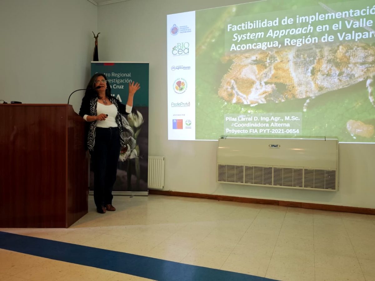 Para mejorar competitividad de la uva chilena: expertos piden destrabar con urgencia el Systems Approach con EE.UU.