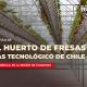 El huerto de frutillas más tecnológico de Chile