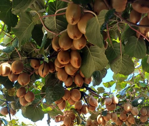 Manejos de huerto y foco en fitosanidad: lo que viene para los productores de kiwi previo a cosecha