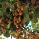 Manejos de huerto y foco en fitosanidad: lo que viene para los productores de kiwi previo a cosecha