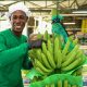 Banano colombiano rompe récord: las exportaciones superaron los US$1.300 millones en 2025