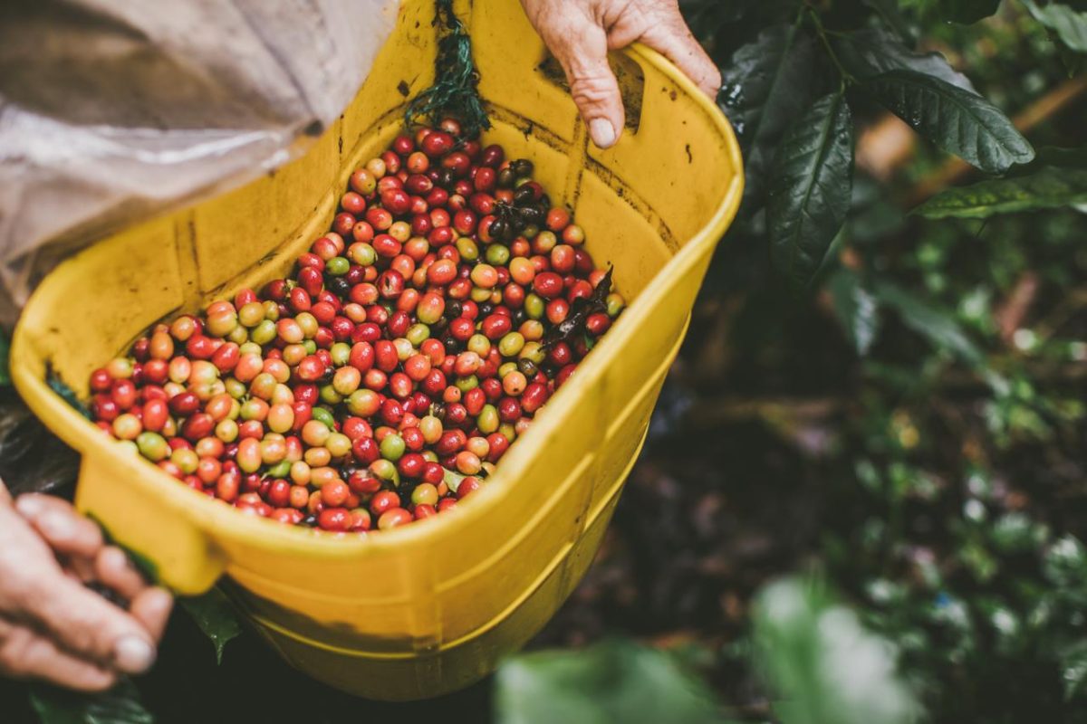 Exportaciones agropecuarias colombianas consolidan su dinámica: crecieron 63,2% en volumen