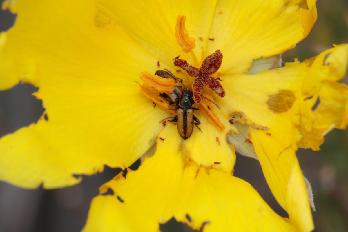 Con escalas espaciales y temporales: investigación busca profundizar el conocimiento de las interacciones insecto-planta