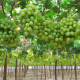 Envíos de uvas de mesa chilena al mundo crecerían 16,5%: proyectan exportación de 67,9 millones de cajas