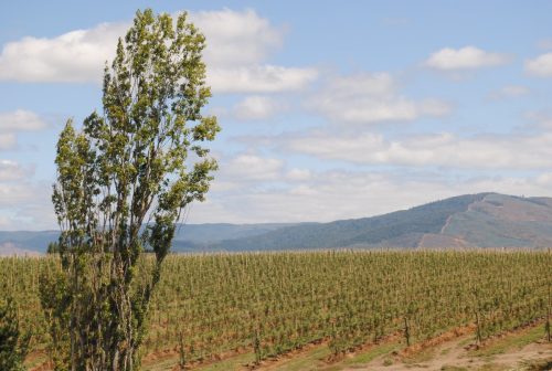 UC Davis Chile, IFI Codesser y Corfo impulsan programa para una fruticultura más resiliente en el centro sur de Chile