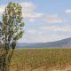 UC Davis Chile, IFI Codesser y Corfo impulsan programa para una fruticultura más resiliente en el centro sur de Chile