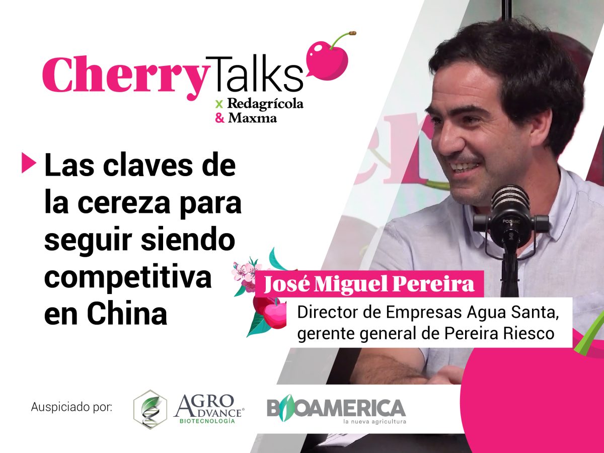 Cherry Talks: Redagrícola y Maxma Asesorías lanzan un nuevo programa de YouTube sobre la industria cerecera chilena