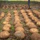 Día Internacional de la Papa: IA, riego solar y drones transforman el  cultivo del tubérculo más consumido de Chile
